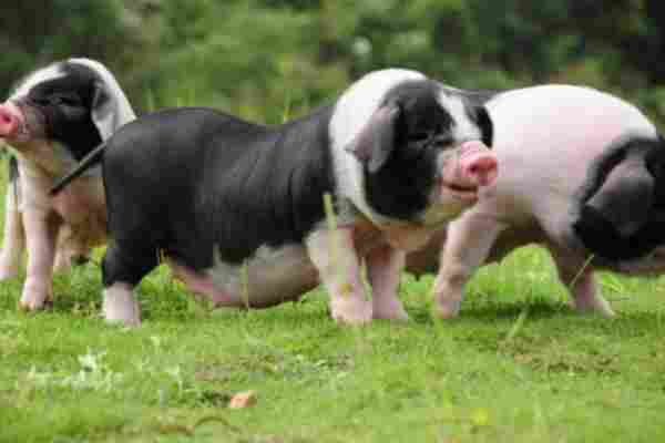 猪的品种有哪些 常见猪的品种名字大全